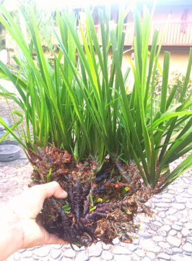 石菖蒲中药材水草昌蒲粉附石菖蒲苗盆景正品九节菖蒲