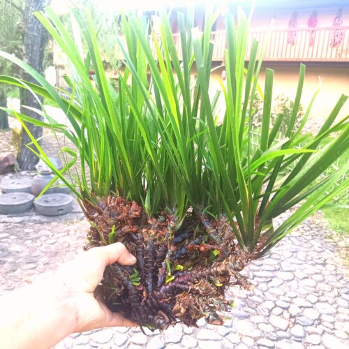 石菖蒲中药材水草昌蒲粉附石菖蒲苗盆景正品九节菖蒲