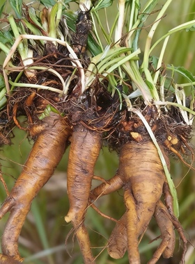 新鲜土大黄根包邮现挖羊蹄根中药材 江西牛耳大黄根四季菜根
