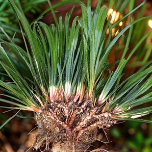 新鲜石菖蒲根九节菖蒲中药材水昌蒲苗须龙根盆栽三奈山奈水培种子