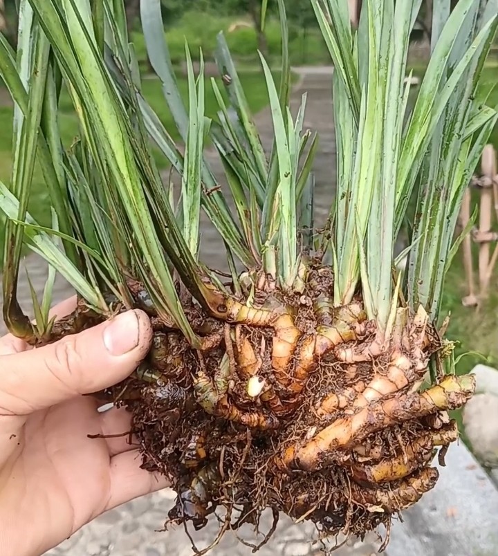 红心石菖蒲苗种苗新鲜带泥根现挖桌面绿植