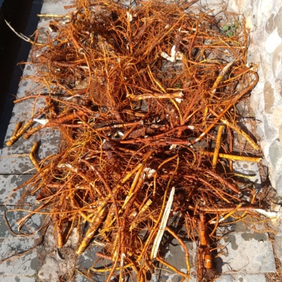 新鲜中药材老桑树根桑葚树根老桑根桑蚕树根老桑头桑白皮包邮