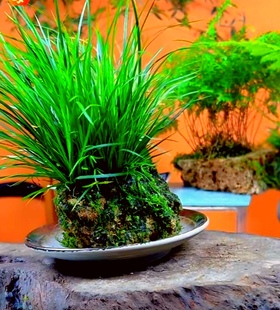 新鲜石菖蒲根中药材水昌蒲苗须龙根盆栽水培种子