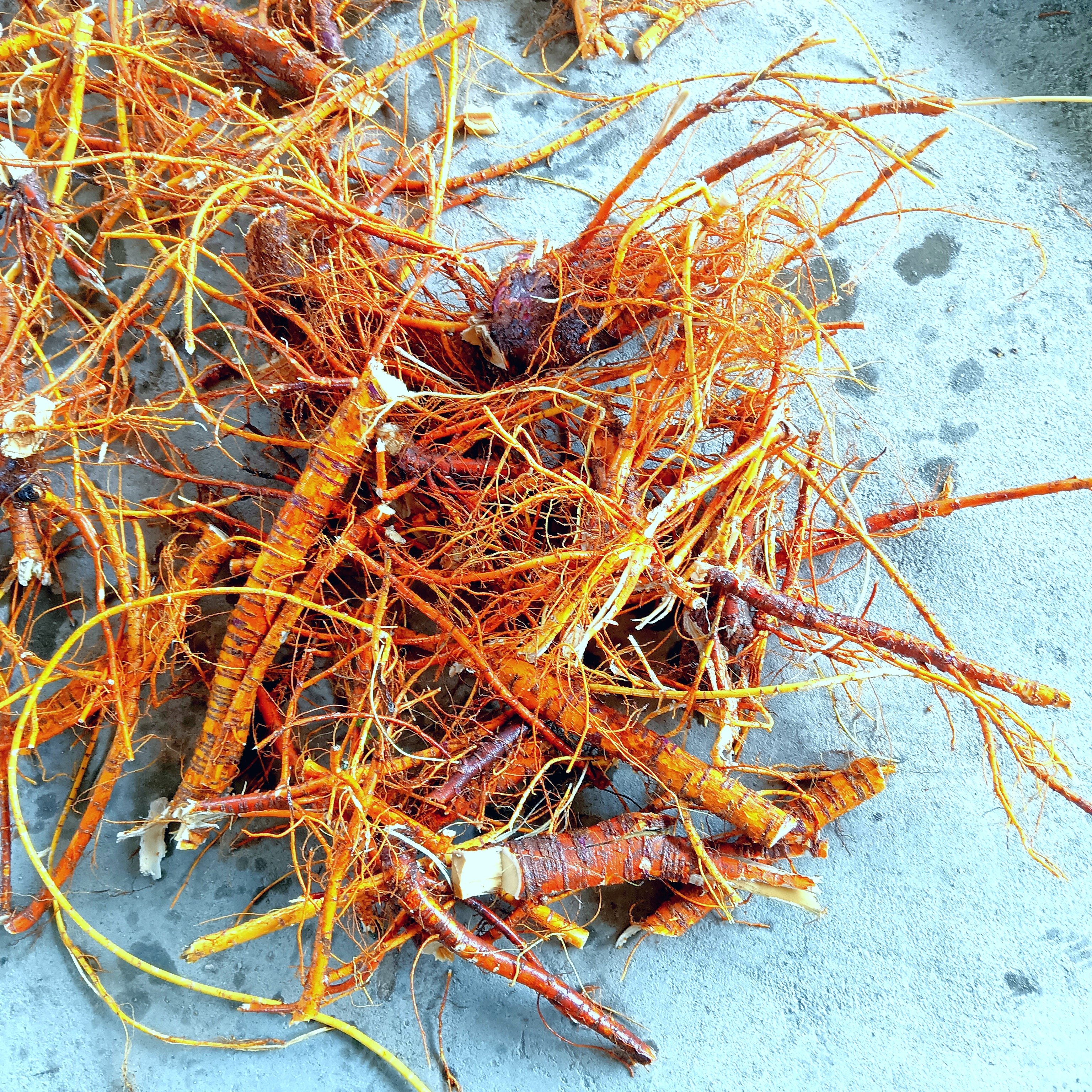 现挖桑根 新鲜中药材老桑树根桑根老桑树根皮煲汤料 桑树根