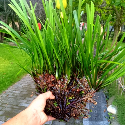 山沟沟里挖的深山纯野外石菖蒲中药材片粉根石昌蒲茶正品