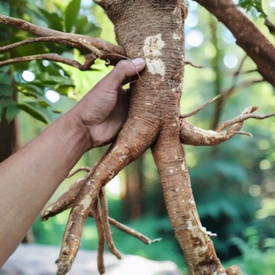 新鲜也生商陆根中药材山萝卜见肿消土人参丑大黄章柳根