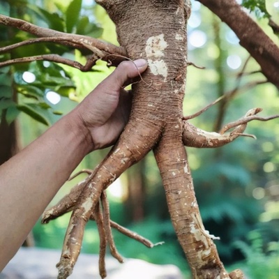 新鲜也生商陆根中药材山萝卜见肿消土人参丑大黄章柳根