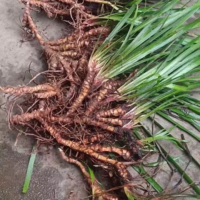 新鲜石菖蒲根中药材山昌蒲水菖蒲九节菖蒲龙根山奈水剑草水培