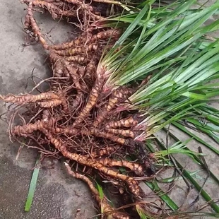 新鲜石菖蒲根中药材山昌蒲水菖蒲九节菖蒲龙根山奈水剑草水培