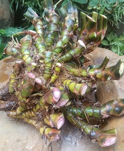 现挖正宗深山九节石菖蒲中药材新鲜根茎，龙根。根须修剪干净