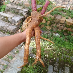 江西商陆现挖新鲜山萝卜中药材见肿消土人参丑大黄章柳根包