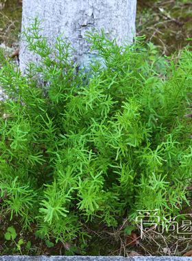 仿真天门冬手感软胶植物水草