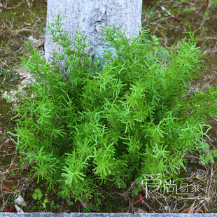 仿真天门冬手感软胶植物水草小草海草波斯草野草麦冬绿植蕨草蕨类