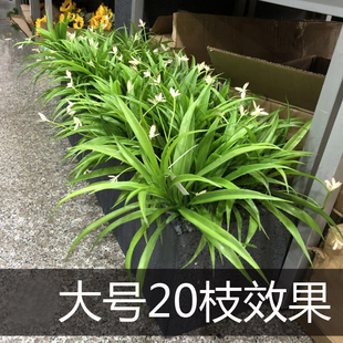 仿真兰花草兰叶兰草户外植物花箱花槽绿植米兰草吊兰剑兰叶君子兰