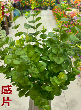 高仿真手感尤加利长枝灵动百搭