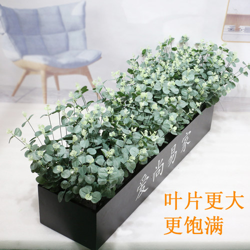 更大叶片更饱满效果更好