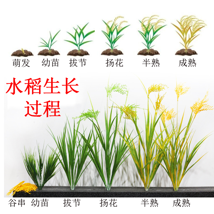 高仿真水稻稻谷秧苗生长阶段