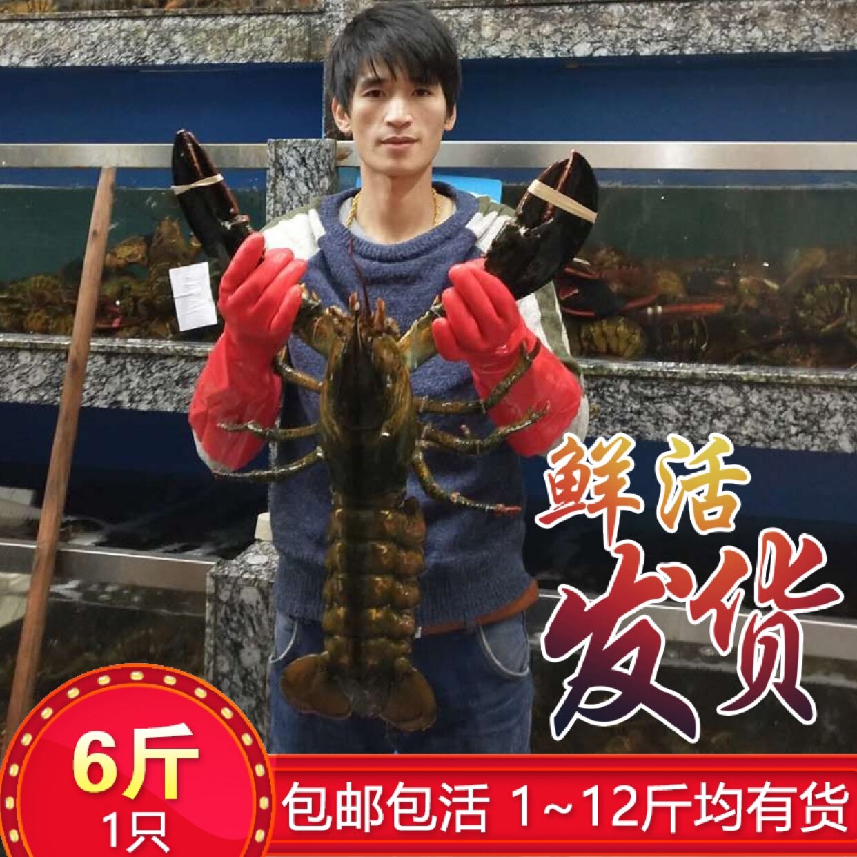 鲜活波士顿龙虾超大波龙海鲜水产非澳洲大龙虾大澳龙小青龙6斤1只