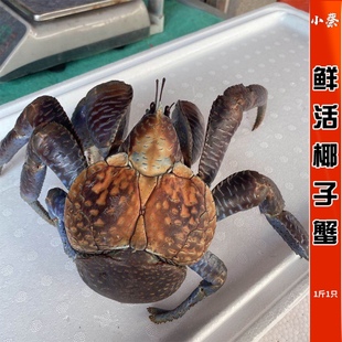 鲜活椰子蟹超大寄居蟹宠物蟹帝王蟹皇帝蟹1斤单价最小3斤3个起拍