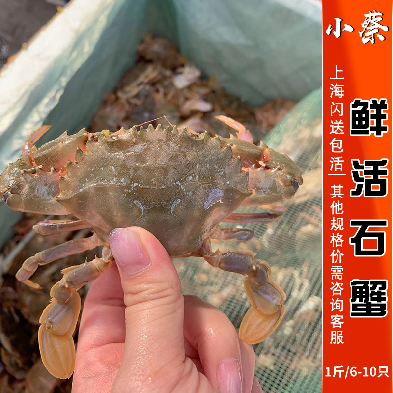 鲜活石蟹海鲜水产野生新鲜石头蟹石闸蟹花盖蟹超大海蟹 1斤6-10只