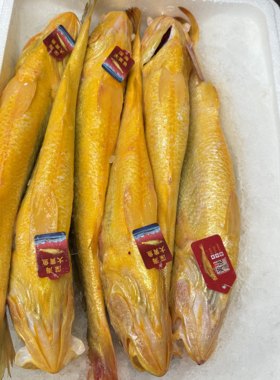 冰鲜大黄鱼 宁德生态黄鱼 新鲜深海鱼 1条1.5斤