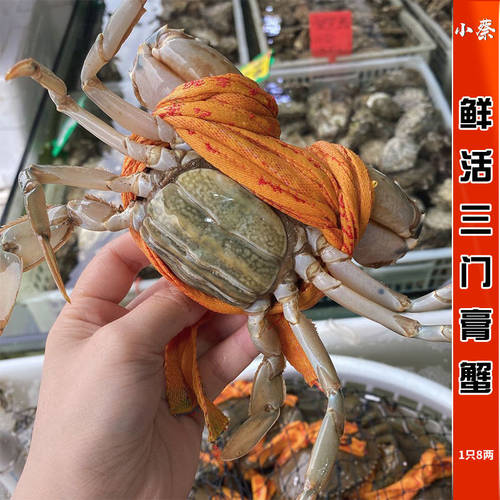 鲜活三门膏蟹海鲜水产超大红鲟大螃蟹母蟹肉蟹青蟹非黄油蟹8两1只