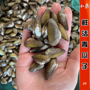 鲜活青瓜子海鲜水产贝壳新鲜野生活鲜海瓜子白瓜子红瓜子1斤500g