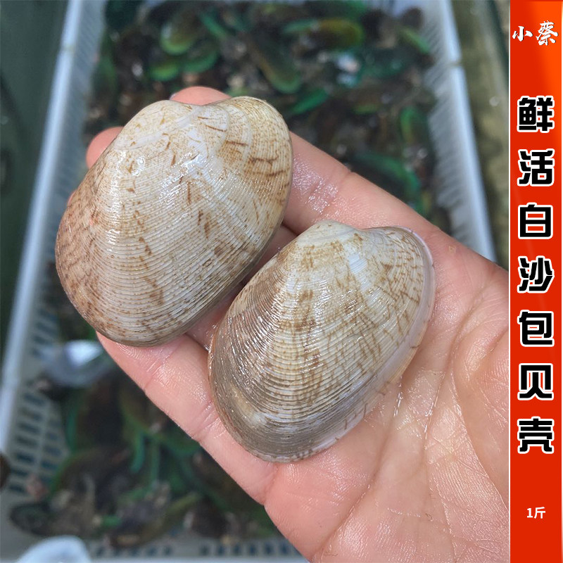 鲜活白沙包贝壳海鲜水产新鲜贝类芒果螺红心贝油蛤花蛤花甲1斤