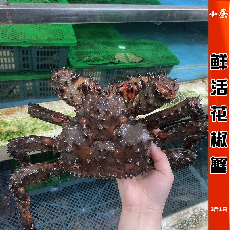 鲜活花礁帝王蟹野生海鲜水产超特大帝王蟹皇帝蟹花椒蟹板蟹3斤1只