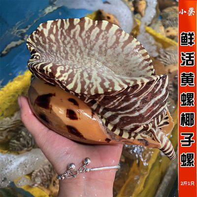 鲜活黄螺海鲜水产贝类新鲜超大海螺油螺木瓜螺椰子螺翡翠螺2斤1只