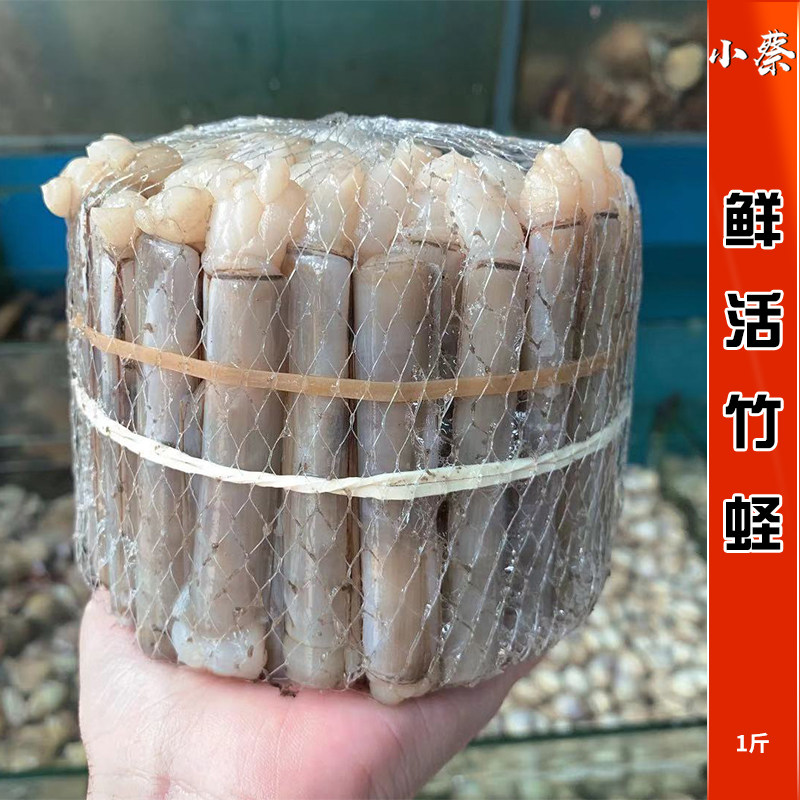 鲜活竹蛏海鲜水产白玉蛏大竹蛏竹节蛏新鲜野生大小蛏子贝壳类2斤