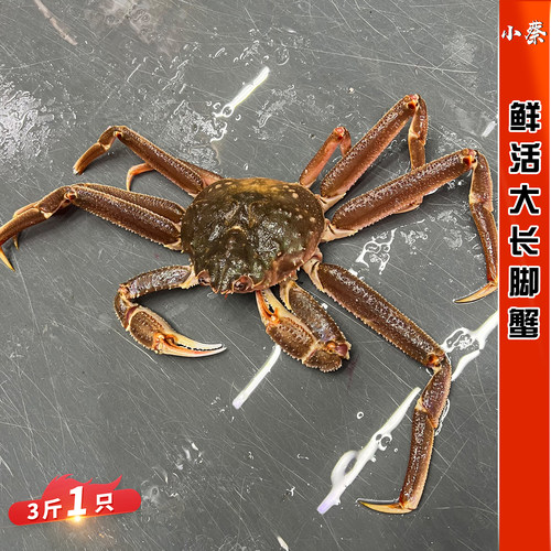 鲜活长脚蟹松叶蟹3斤1只