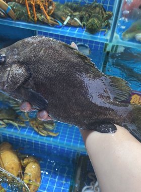 鲜活瓜子斑海鲜水产活海鱼新鲜黑包公雕鱼花尾真雕鱼龙胆鱼1斤1条