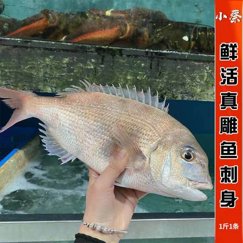 鲜活真雕野生海鲜水产刺身野生活海鱼黑包公新鲜雕鱼黑雕鱼1斤1条
