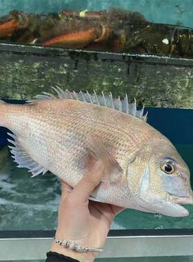 鲜活真雕野生海鲜水产刺身野生活海鱼黑包公新鲜雕鱼黑雕鱼1斤1条