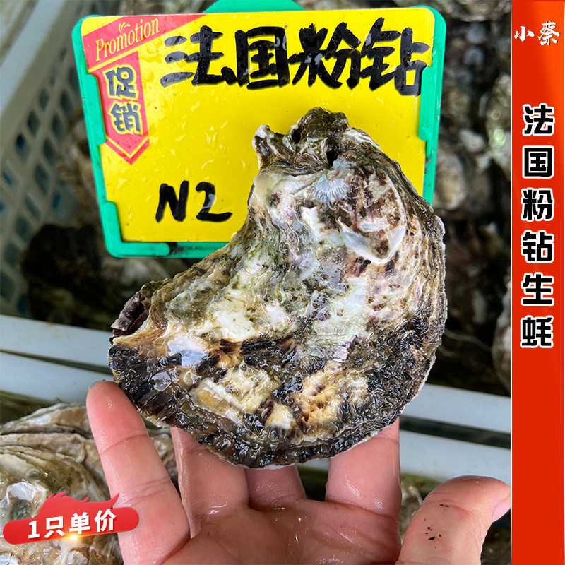 【法国玫瑰粉钻生蚝】海鲜即食刺身鲜活牡蛎非吉拉多大生蚝1只价