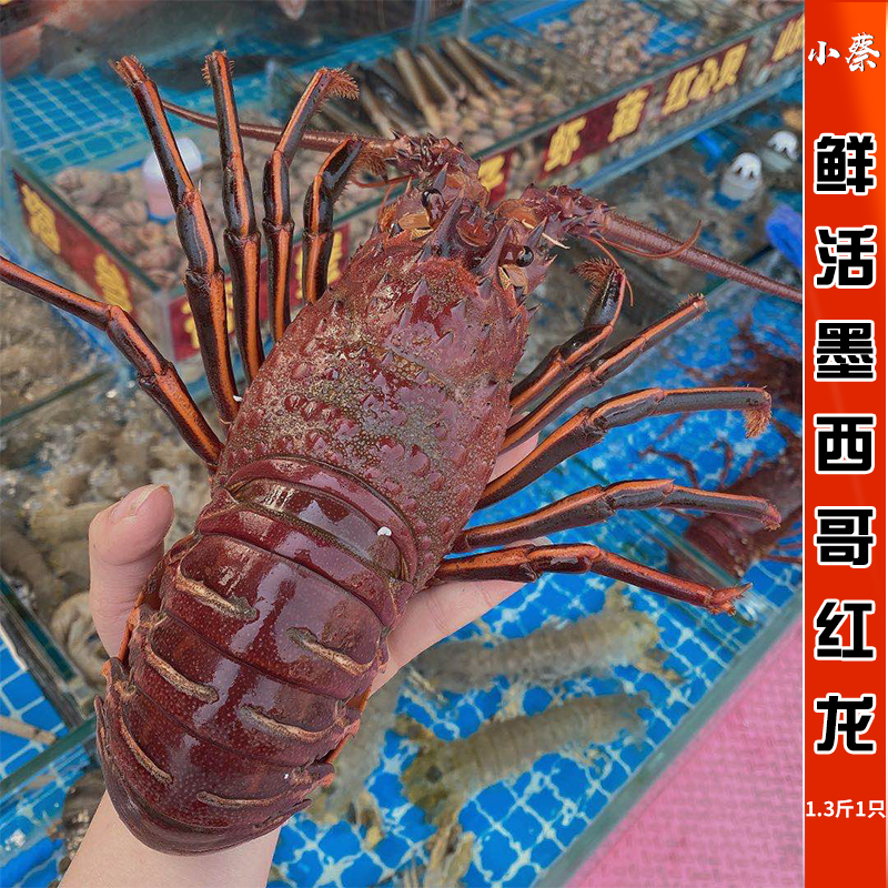 墨西哥红龙鲜活进口墨龙海鲜水产超大澳洲龙虾红龙虾澳龙1.3斤1只