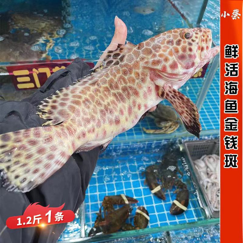 鲜活金钱斑野生进口海鱼海鲜水产深海活鱼冬星斑老鼠斑1.2斤1条