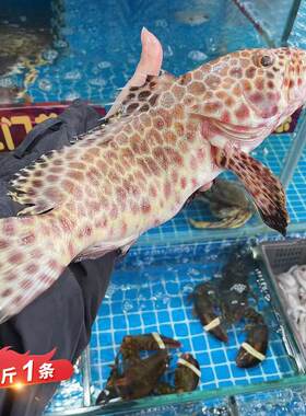 鲜活金钱斑野生进口海鱼海鲜水产深海活鱼冬星斑老鼠斑1.2斤1条