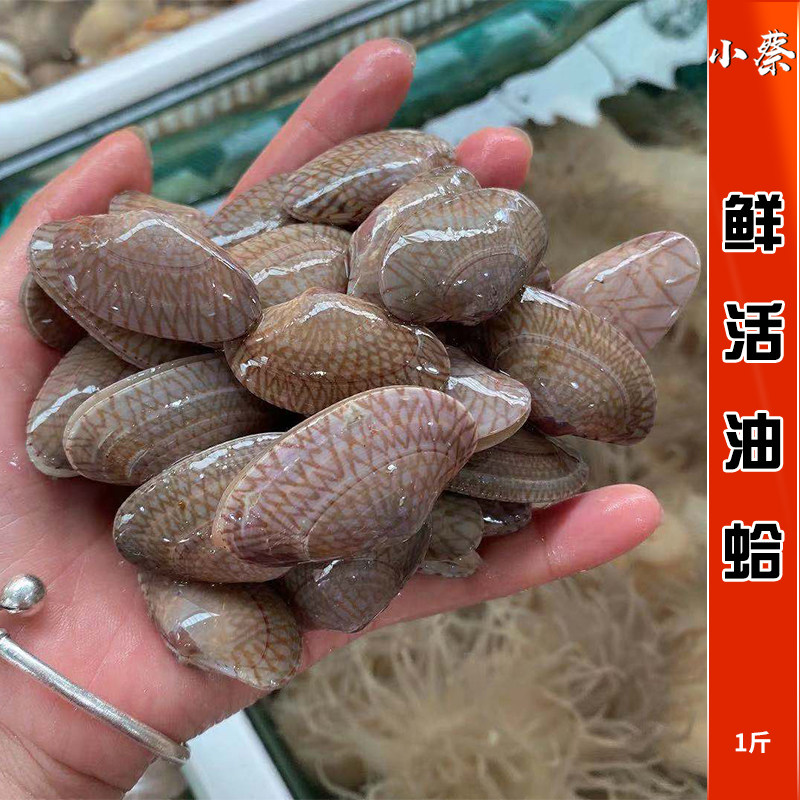 鲜活油蛤海鲜水产贝类文蛤花蛤花甲蛤蜊芒果螺黄蚬海螺西施舌1斤