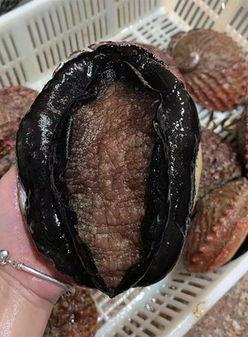 鲜活澳鲍进口澳洲超特海鲜水产