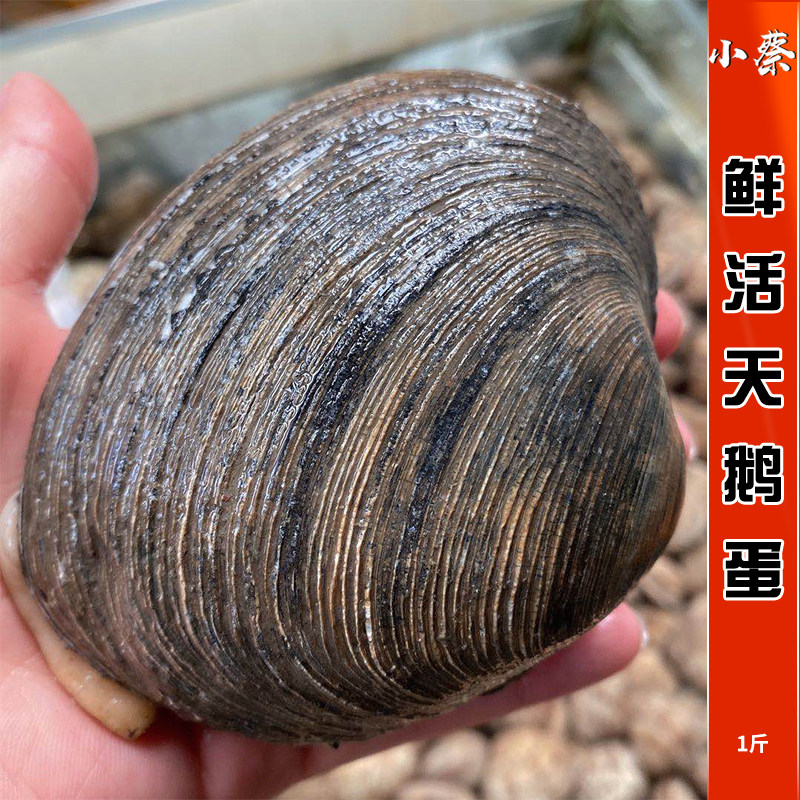 鲜活天鹅蛋海鲜水产野生超大贝类北极贝烧烤鸟贝蛤蜊芒果螺贝类