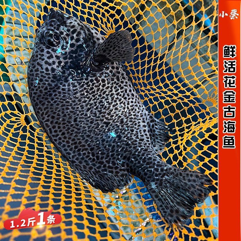 鲜活花金古海鱼海鲜水产深海活鱼冬星斑老虎斑石斑鱼龙胆1斤1条