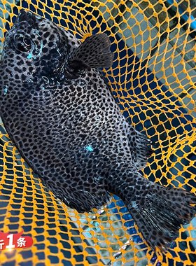 鲜活花金古海鱼海鲜水产深海活鱼冬星斑老虎斑石斑鱼龙胆1斤1条