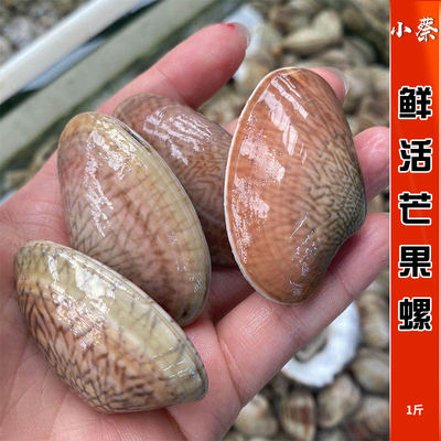 鲜活芒果螺海鲜贝类贝青口贝红心
