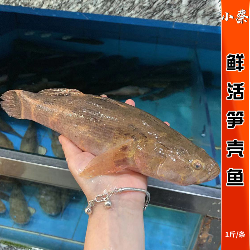 鲜活笋壳鱼野生淡水活鱼海鲜水产新鲜桂鱼多宝鱼龙胆青斑1斤1条