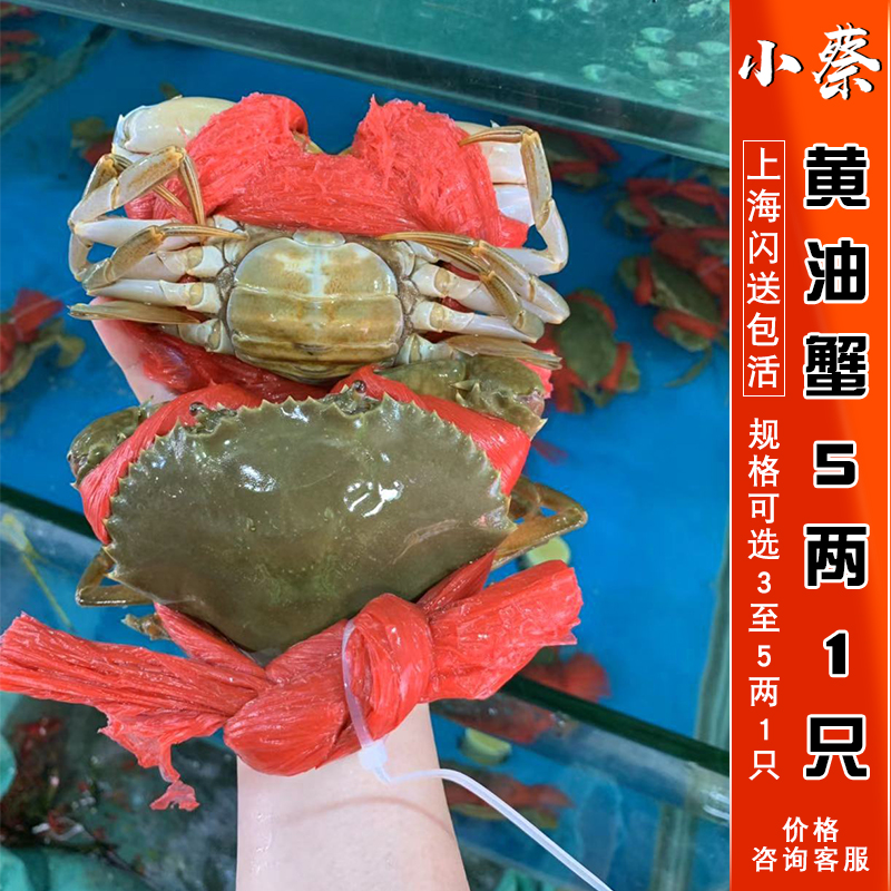 鲜活黄油蟹海鲜水产头手黄油蟹超特大螃蟹满黄蟹膏蟹满黄5两1只