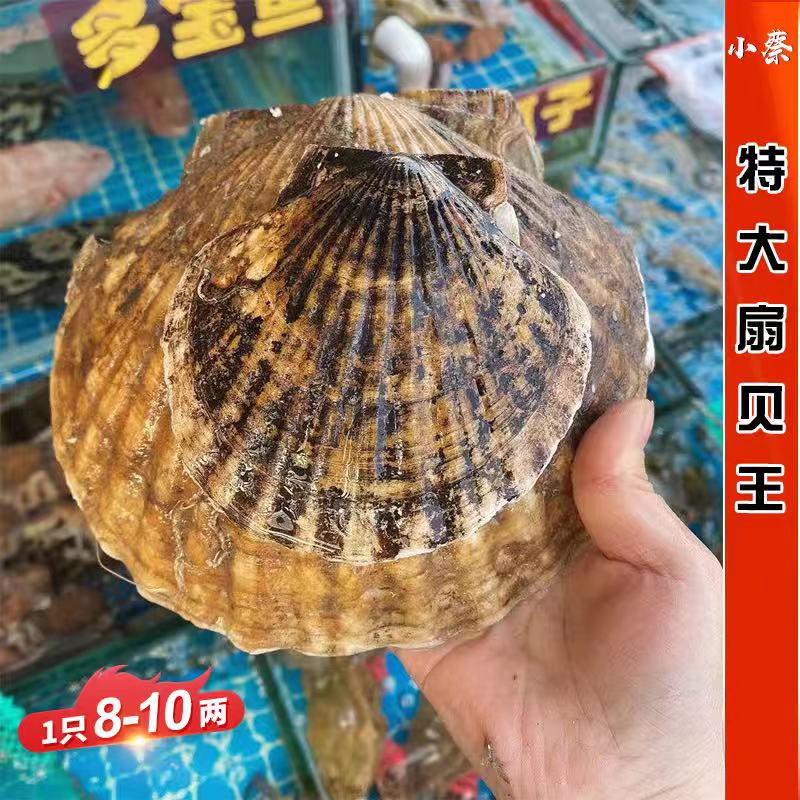 鲜活扇贝王海鲜水产新鲜野生大连贝类烧烤蒜蓉超大扇贝1只8两-1斤