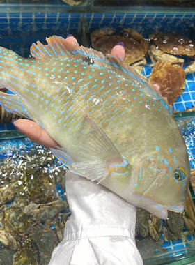 鲜活青衣鱼海鲜水产深海活鱼苏眉鱼东星斑莺歌鱼鹦鹉鱼1.3斤1条