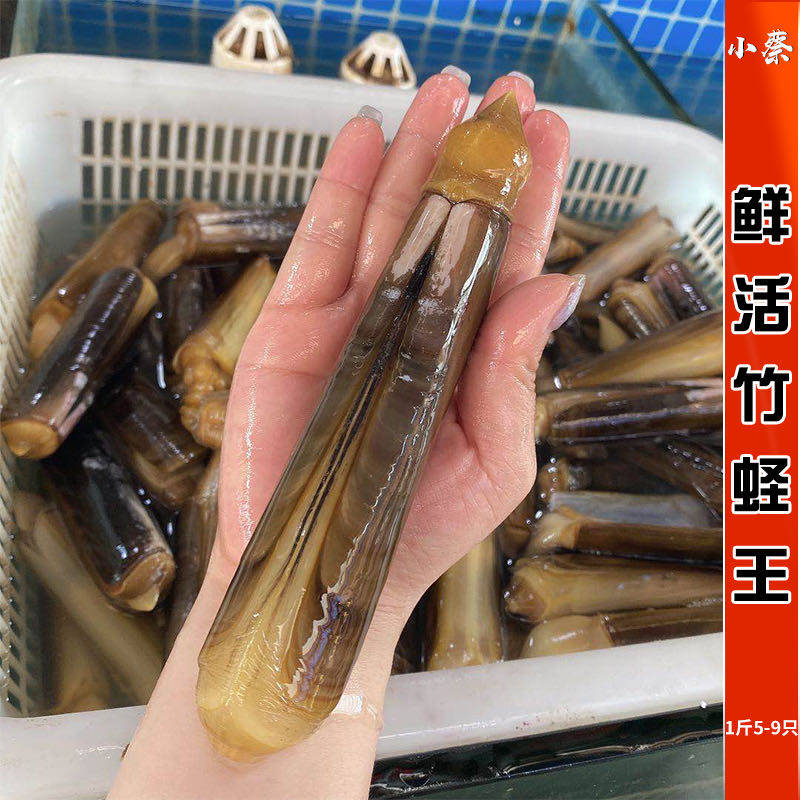 鲜活竹蛏王海鲜水产超特大双头蛏贝类无沙蛏子王竹节蛏 1斤7-10只